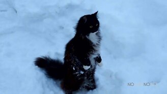 Первая встреча кошек со снегом - смотреть видео (10:18)