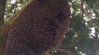 Зачем пчёлы так делают? - смотреть видео (2:54)