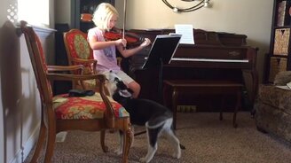 60 смешных питомцев - смотреть видео (13:14)