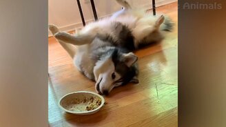 Прикольные собачки и симпатичные котики - смотреть видео (10:55)