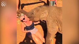 Смешные слонята - смотреть видео (3:43)