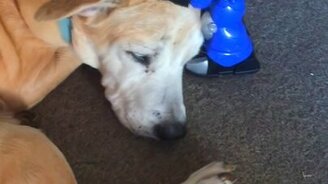 Роботы-массажисты - смотреть видео (0:11)