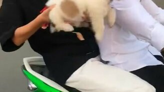 Щенок плывёт по воздуху - смотреть видео (0:11)