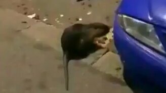 Нутрия пришла поживиться - смотреть видео (0:30)