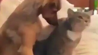 Как правильно гладить кота - смотреть видео (0:18)