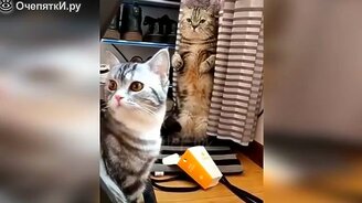 Сборка смешного и симпатичного с котами - смотреть видео (11:16)