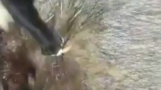 Охотничий кот и убитый кабан - смотреть видео (0:26)