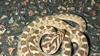 Змея движется на месте - смотреть видео (0:17)