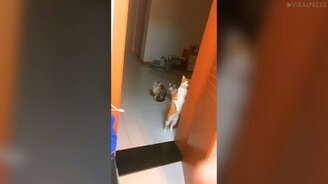 Хозяйка, что там у тебя? - смотреть видео (0:45)