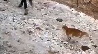 Кошка атакует лошадь - смотреть видео (0:14)