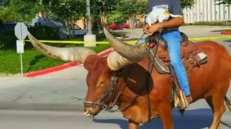 Бык с гигантскими рогами - смотреть видео (0:37)