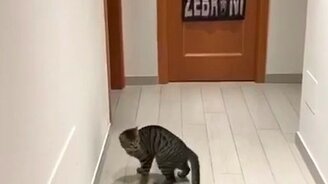 Хвостатый вратарь - смотреть видео (1:20)