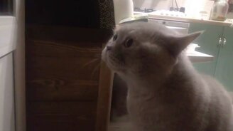 Хозяйка, открой! - смотреть видео (2:01)