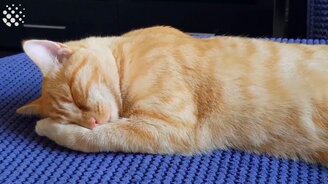 Спящие коты и котята - смотреть видео (3:10)