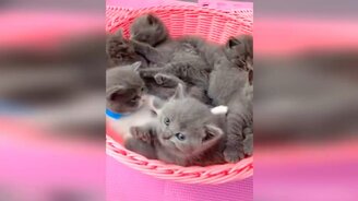 Чудные и миленькие коты и кошки - смотреть видео (10:36)