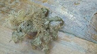 Загадочное морское существо - смотреть видео (0:18)