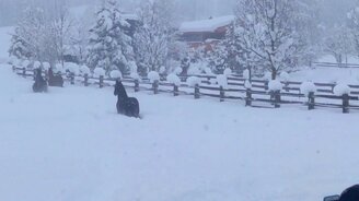 Лошади на снегу - смотреть видео (1:08)