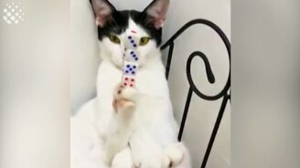 Множество кошачьих приколов - смотреть видео (3:19)