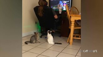 Летающие кошки - смотреть видео (10:02)