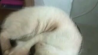 Пожарим котёнка? - смотреть видео (0:15)