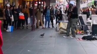 Голубь меломанит - смотреть видео (0:15)