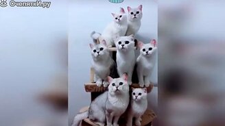 Коты и кошки в прикольных мгновеньях - смотреть видео (11:13)