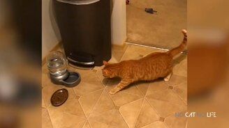 Смешные испуги с котами - смотреть видео (11:15)