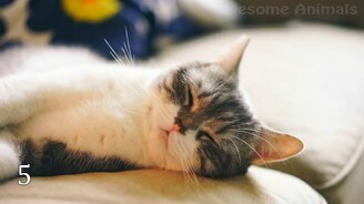 Десять спасений животных - смотреть видео (8:04)