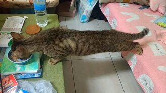 Котёнок-йог трапезничает - смотреть видео (0:30)