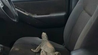 Игуана-сигнализация - смотреть видео (0:10)