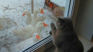 Пустите меня к гусям! - смотреть видео (0:32)