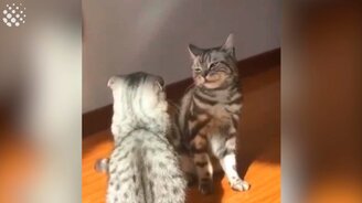 Поединки питомцев - смотреть видео (1:05)