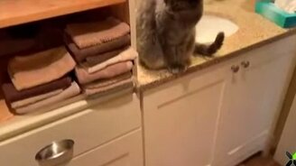 Кот наводит беспорядок - смотреть видео (0:29)