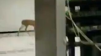 Олень, который сломал интернет - смотреть видео (0:36)