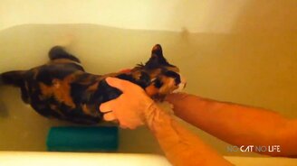 Кошки играют с водой - смотреть видео (10:26)