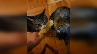 Котята, кошки и коты в приколах - смотреть видео (10:39)