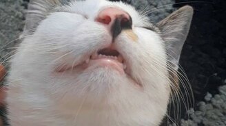 Уснул прямо на пороге - смотреть видео (0:35)