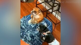 Самые чудные собаки и кошки - смотреть видео (11:14)