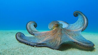 Осьминог на океанском дне - смотреть видео (1:28)