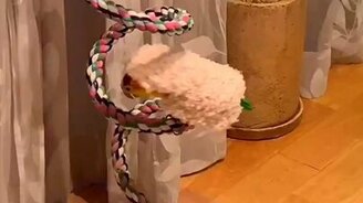 Попугайчик в шубе - смотреть видео (0:25)