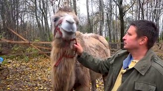 Верблюды в Сибири - смотреть видео (2:17)