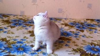 Весёлости с котами и кошками - смотреть видео (11:12)