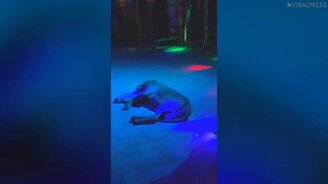 Когда смертельно устал... - смотреть видео (0:14)