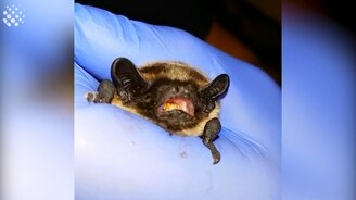 20 приколов месяца - смотреть видео (11:27)