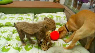 Незабываемая дружба животных - смотреть видео (7:19)