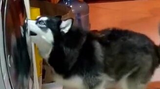 Хаски и мячики в машинке-автомат - смотреть видео (0:16)