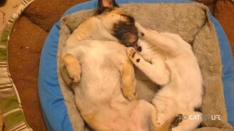 Кошки и коты в подборке приколов - смотреть видео (10:48)