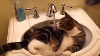 Кот в раковине моется - смотреть видео (0:41)