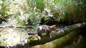 Что творится вокруг дерева - смотреть видео (3:15)