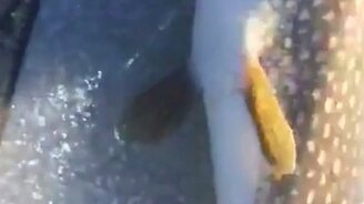 Выловили щуку с бонусом - смотреть видео (1:28)